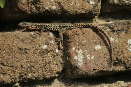 Muurhagedis (Podarcis muralis)